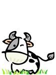pic for cow white background